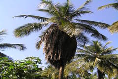 Cocos nucifera